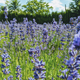 Illustration for article titled Wine Lavender (morning share)